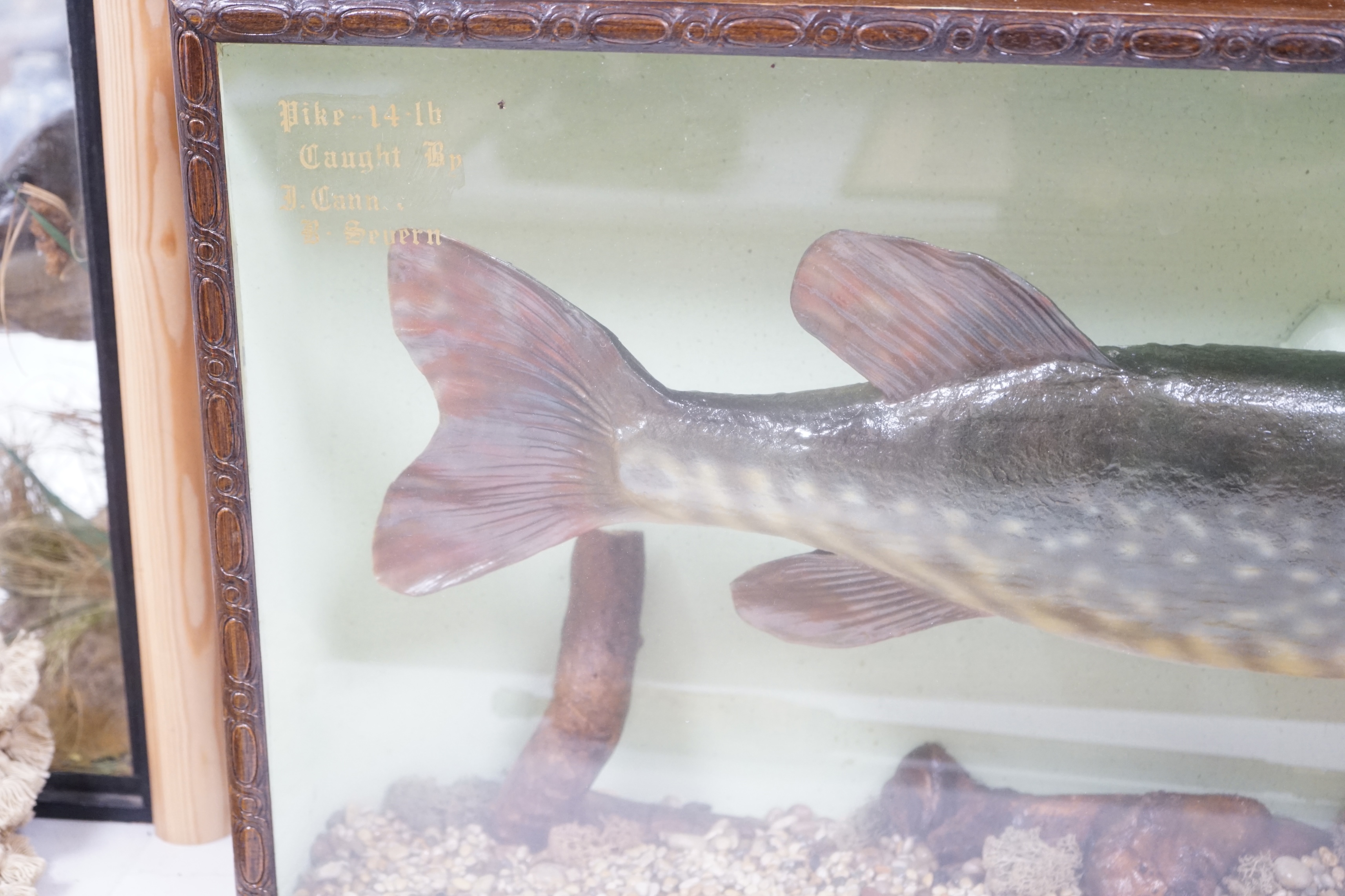 A cased taxidermy pike, 14lb caught by J Canner R Severn, case 41 x 103cm. Condition - good